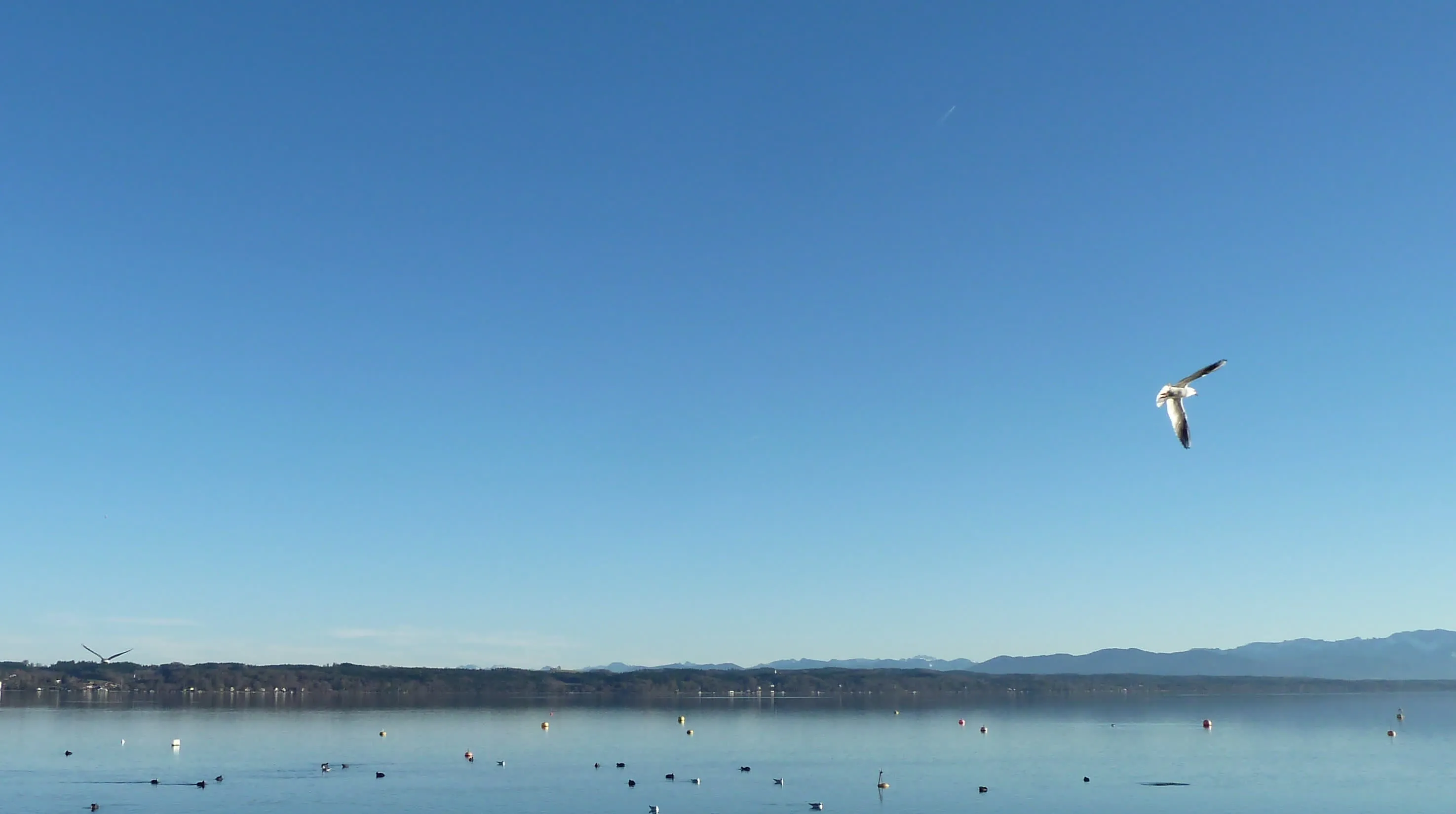 A gull over Starnberger See, the Alps on the horizon